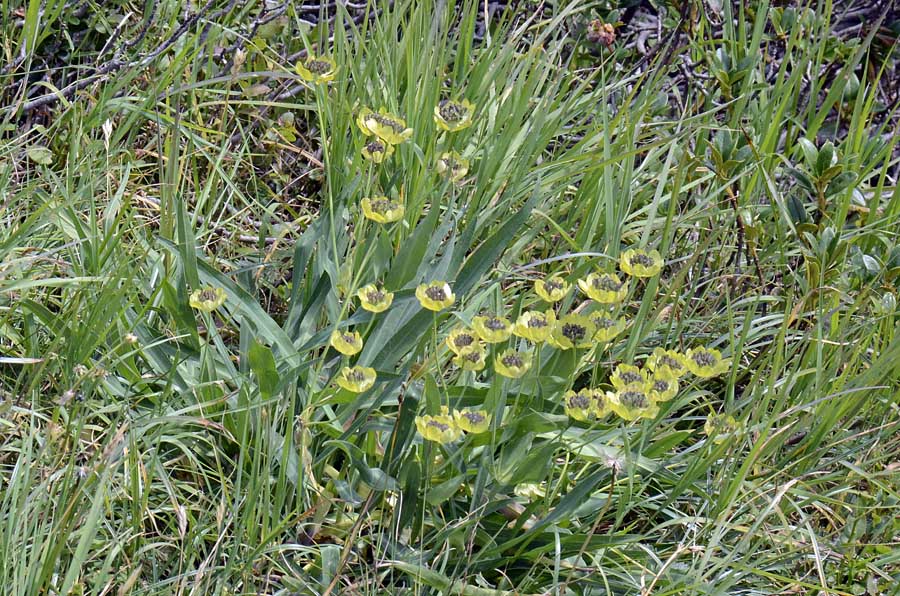 Bupleurum stellatum / Bupleuro stellato